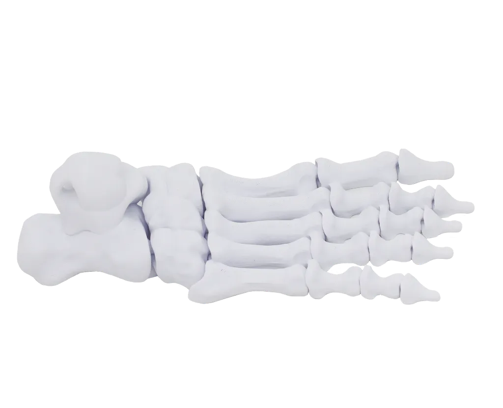 pé-esqueleto-3d