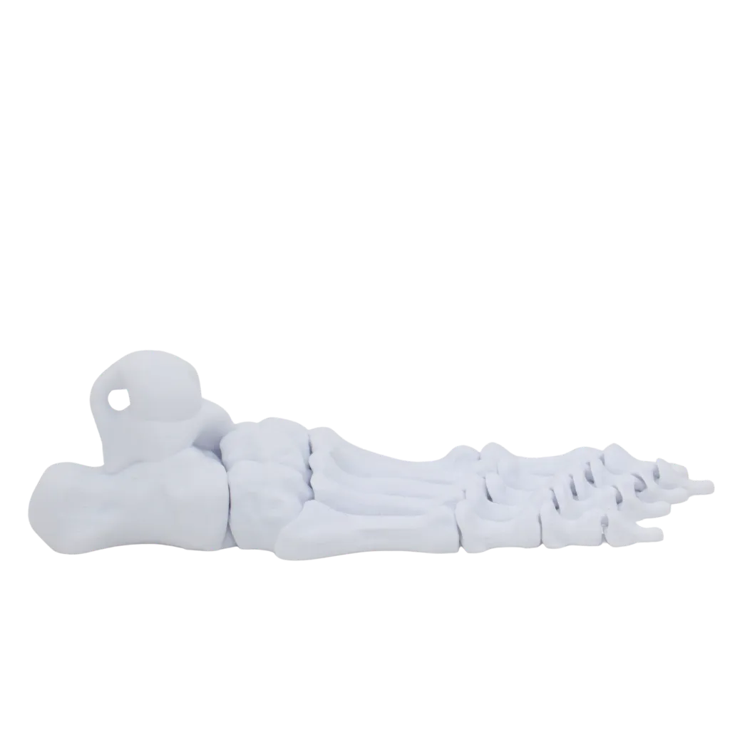 pé-esqueleto-3d-2