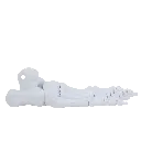 pé-esqueleto-3d-2